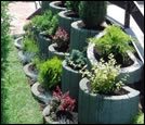 Planting horticultural plants